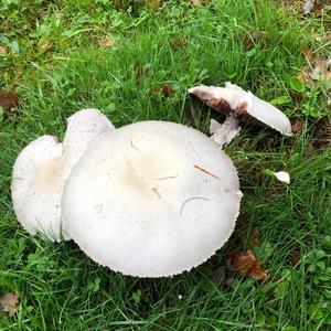 Horse Mushroom