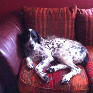 Unknown Breed