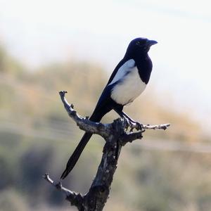 Black-billed Magpie