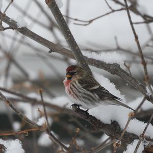 Common Redpoll