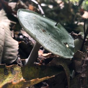 Anise-scented Clitocybe