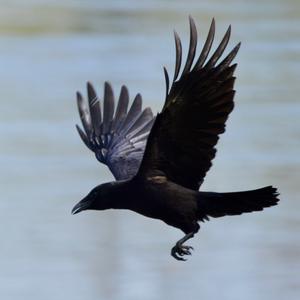 Carrion Crow