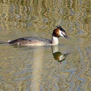 Great Crested Grebe