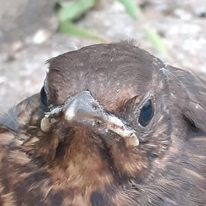 Eurasian Blackbird