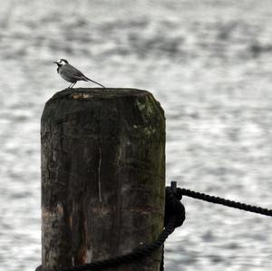 White Wagtail