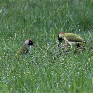 Eurasian Green Woodpecker