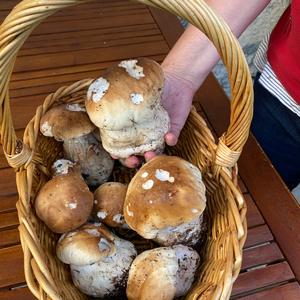 Summer Bolete