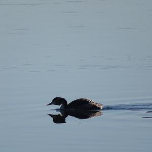 Great Crested Grebe