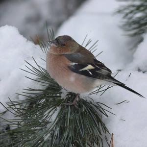 Eurasian Chaffinch