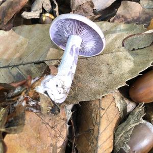 Wood Blewit