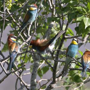 European Bee-eater