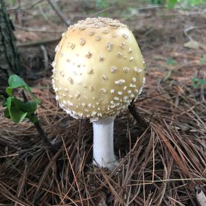 Citron Amanita