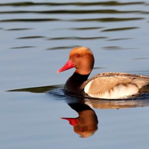 Red-crested Pochard