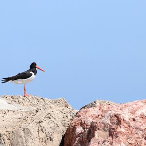 Eurasian Oystercatcher