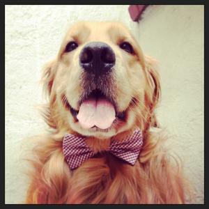 Retriever (Golden)