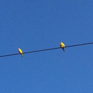 Orange-fronted Yellow-finch