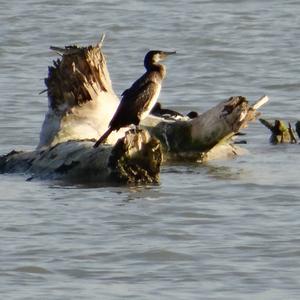 Great Cormorant