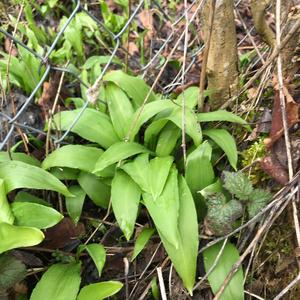 Garlic (Wild)