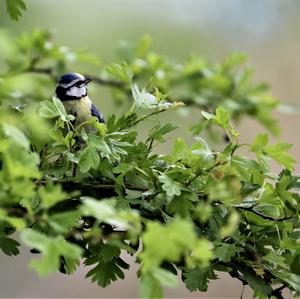 Blue Tit