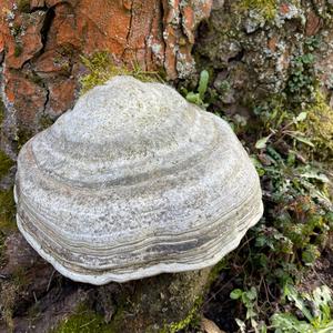 Tinder Polypore