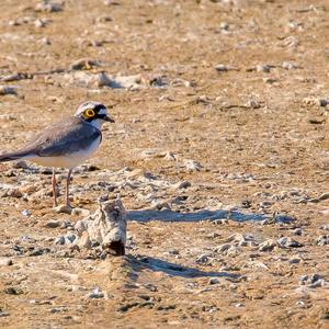 Little Ringed Plover