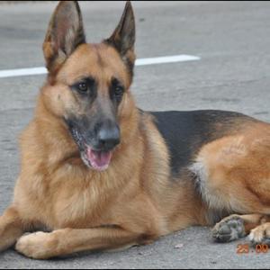 German Shepherd