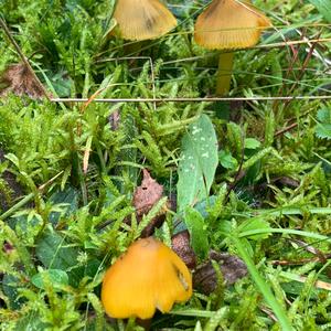 Blackening Wax-cap