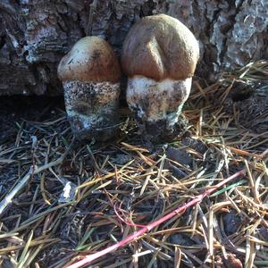 Orange Birch Bolete