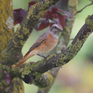 Common Redstart