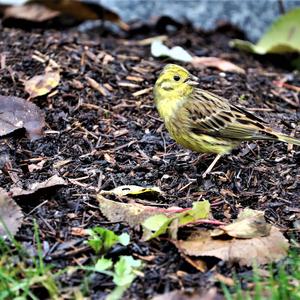 Yellowhammer