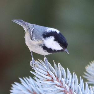 Coal Tit