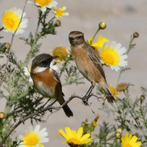 European stonechat