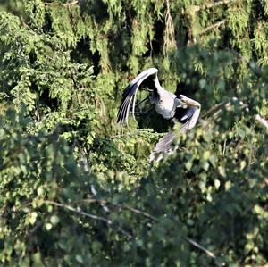 Grey Heron