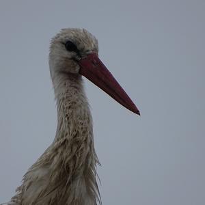 White Stork