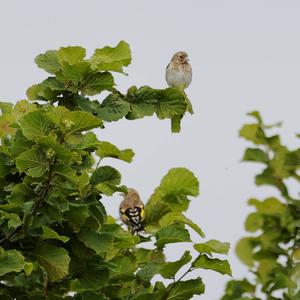 European Goldfinch