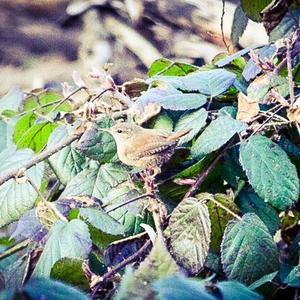 Winter Wren