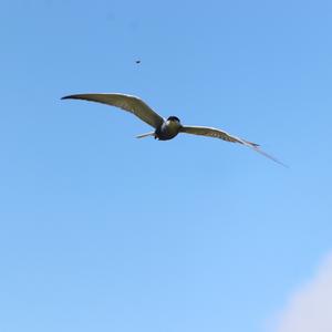 Whiskered Tern