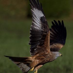 Red Kite