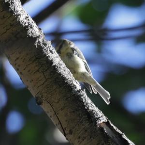 Blue Tit