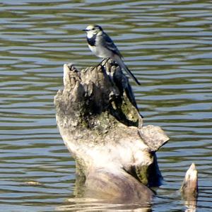 White Wagtail