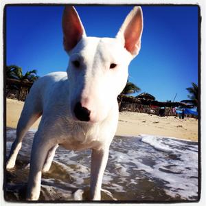 Bullterrier