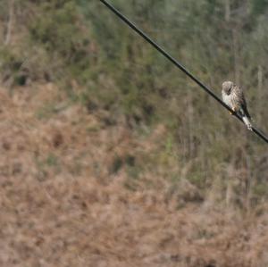 Common Kestrel