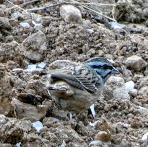 Rock Bunting