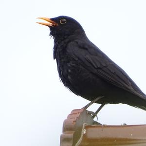 Eurasian Blackbird