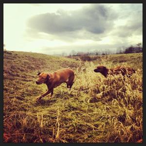 Rhodesian Ridgeback