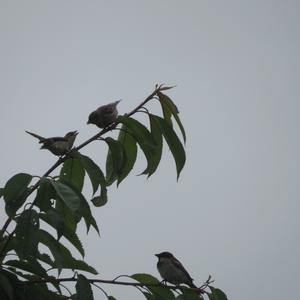 House Sparrow