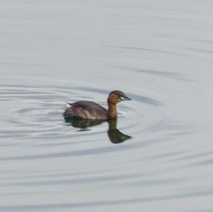 Little Grebe