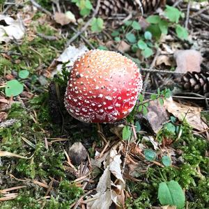 Fly Agaric