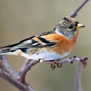 Brambling