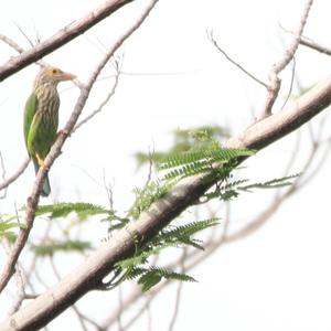 Lineated Barbet